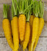 Colorful Carrot Collection, Seed Kit, -- BoxGardenSeedsLLC -Seed Collections - Seeds