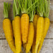 Colorful Carrot, Seed Kit, - BoxGardenSeedsLLC -Seed Collections - Seeds