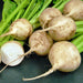 White Detroit, Beets, - BoxGardenSeedsLLC -Beet,Turnips,Parsnips - Seeds