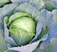 - BoxGardenSeedsLLC - Copenhagen Market, Cabbage, - Cabbage, Kale - Seeds