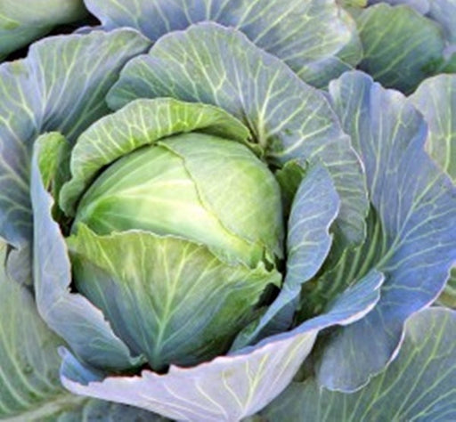 Copenhagen Market, Cabbage, -- BoxGardenSeedsLLC -Cabbage, Kale - Seeds