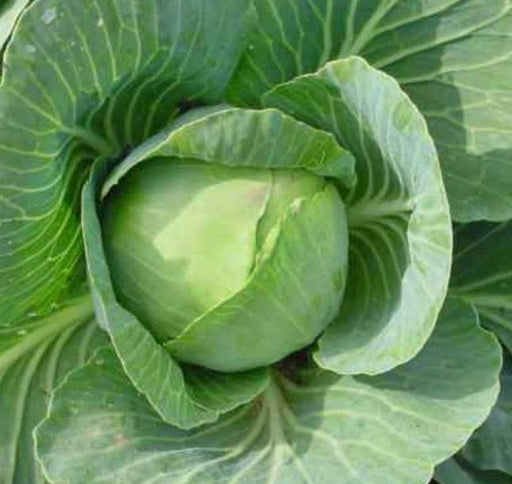 Copenhagen Market, Cabbage, -- BoxGardenSeedsLLC -Cabbage, Kale - Seeds