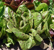 Freckles Romaine, Lettuce - BoxGardenSeedsLLC - Lettuce - Seeds - USA Seller, Thank you for shopping here today, Naturally Grown GMO Free Seeds, Heirloom Open Pollinated Seeds, Fresh Top Quality Premium Seeds