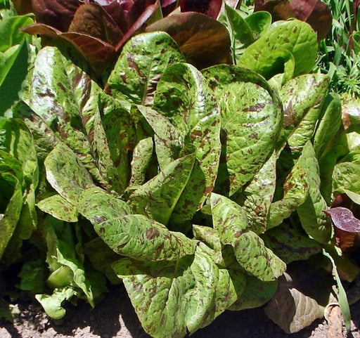 Freckles Romaine, Lettuce, -- BoxGardenSeedsLLC -Lettuce - Seeds