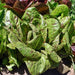 Freckles Romaine, Lettuce, - BoxGardenSeedsLLC -Lettuce - Seeds