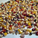 Glass Gem, Cherokee Popcorn, - BoxGardenSeedsLLC -Corn - Seeds