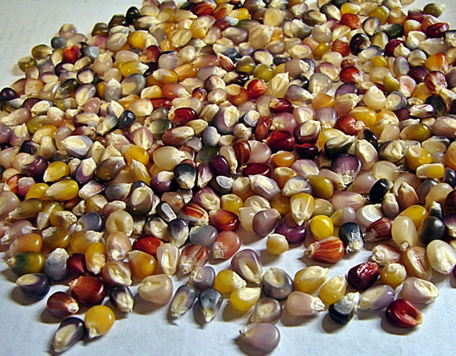 Glass Gem, Cherokee Popcorn, -- BoxGardenSeedsLLC -Corn - Seeds