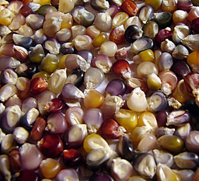 Glass Gem, Cherokee Popcorn - BoxGardenSeedsLLC - Corn - Seeds - USA Seller, Thank you for shopping here today, Naturally Grown GMO Free Seeds, Heirloom Open Pollinated Seeds, Fresh Top Quality Premium Seeds