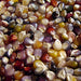 Glass Gem, Cherokee Popcorn, - BoxGardenSeedsLLC -Corn - Seeds