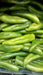 Anaheim, Hot Pepper, -- BoxGardenSeedsLLC -Peppers,Eggplants - Seeds