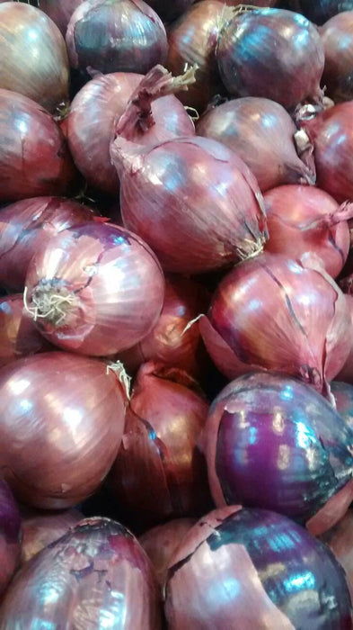 Red Burgundy, Onion, -- BoxGardenSeedsLLC -Onions,Leeks - Seeds