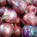 Red Burgundy, Onion, - BoxGardenSeedsLLC -Onions,Leeks - Seeds