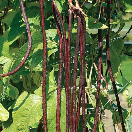 Red Noodle yard long bean pods hanging on the vine, deep burgundy-red slender pods up to 22 inches long