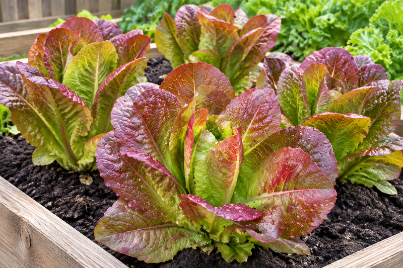Rouge D'Hiver romaine lettuce growing in a wooden raised garden bed, compact upright heads with deep bronze-red outer leaves and pale green tender hearts, warm natural daylight