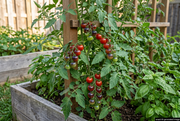 AI-generated illustration guided by the supplied Dancing With Smurfs reference, showing small red cherry tomatoes with indigo-purple shoulders on supported vines in a raised bed with a discreet AI label