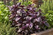 Compact deep red Ravenna basil growing in a raised-bed herb garden