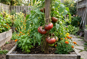 Potato-leaf Black Brandywine vine with dusky crimson beefsteaks in a raised bed