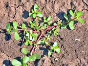 Young green purslane seedlings growing in garden soil, showing characteristic thick oval leaves and reddish succulent stems radiating from center