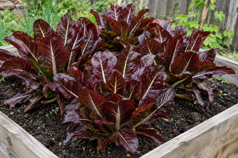 Really Red Deer Tongue lettuce growing in a wooden raised garden bed, compact plants with long pointed dark red tongue-shaped leaves and white midribs, forming butter-cos style hearts, warm natural daylight