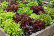 Mixed salad leaf lettuce blend growing in a raised garden bed, colorful mosaic of green frilly, deep burgundy-red, pale cos, and dark lollo rossa lettuce varieties growing together