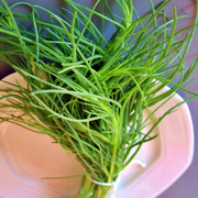 Fresh saltwort okahijiki stems and leaves in a bowl, bright green succulent needle-like leaves bundled together showing their unique crunchy texture