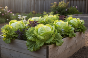 Iceberg Crisphead heirloom lettuce growing in a raised garden bed