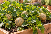 Tuscany cantaloupe melon plants growing in a wooden raised garden bed, sprawling vines with round tan-brown netted sutured fruits, warm natural daylight, rustic garden setting