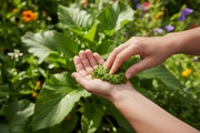 Hands applying a fresh bruised plantain leaf poultice to a bee sting outdoors in a garden