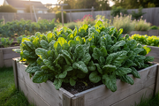 America spinach plants growing in a rustic wooden raised garden bed, large dark green heavily savoyed crinkled leaves in a lush dense rosette close to harvest, cool season garden atmosphere, warm natural daylight