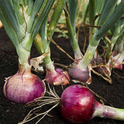 Red Burgundy onions freshly harvested, dark glossy burgundy-red globes with green tops laying on dark soil