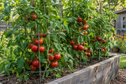 Early Girl tomato plants growing in a raised garden bed, indeterminate vines caged with clusters of medium round bright red ripe tomatoes in abundance, warm summer garden