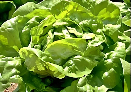 Close-up of a Buttercrunch butterhead lettuce head showing tightly folded pale green inner leaves and slightly ruffled outer leaves