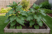 Two Ha Gobo Burdock plants growing side by side in a wooden raised garden bed — large dark green leaves with pink venation
