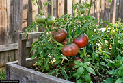 AI-generated illustration of supported Cherokee Purple-type tomato vines in a raised bed, with a discreet AI-generated image label