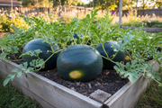 Black Diamond watermelon growing in a raised garden bed, large dark blue-black oblong fruits with yellow belly spot on sprawling vines, warm natural daylight