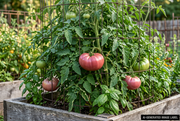 AI-generated illustration guided by the supplied Dutchman reference, showing large flattened pink beefsteak tomatoes on supported vines in a raised bed with a discreet AI label