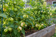 Toma Verde tomatillo plants growing in a raised garden bed, sprawling staked vines with heavy load of round green fruits in papery husks, some husks splitting open at harvest