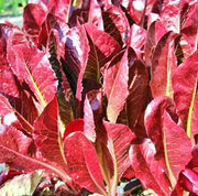 Close-up of Super Red Romaine lettuce leaves showing intense deep crimson-red color with green midribs and veining