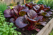 Red Komatsuna growing in a raised garden bed, lush rosettes of deep burgundy-red rounded leaves with reddish-purple stems, cool season garden setting