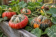 Turk's Turban squash growing on sprawling vines in a raised garden bed, distinctive flattened turban-shaped gourds with dramatic scarlet, green, orange and cream striping and bumpy texture