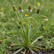 English Plantain rosette with long narrow ribbed leaves and slender flower spikes with white stamen rings