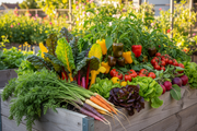 Raised bed garden with rainbow heirloom vegetables — multicolored carrots, Swiss chard, sweet peppers, tomatoes, radishes, and lettuce — Rainbow Garden Heirloom Seed Collection by Box Garden Seeds