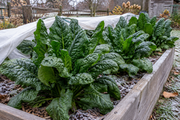 Winter Giant spinach growing in a raised garden bed, large upright semi-savoyed rosettes with deeply crinkled dark green leaves in a cool late fall garden setting