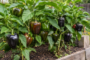Midnight Dream sweet bell pepper plants growing in a raised garden bed, upright compact plants with peppers in dramatic stages of green, chocolate brown, and deep purple-black coloring