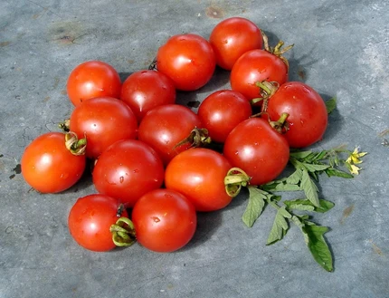 Harvested Principe Borghese tomatoes showing their small round to plum shape and bright red color, with green tomato foliage