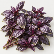 Fresh-cut Ravenna basil stems with deep burgundy leaves