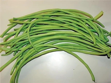 Green yard long bean pods harvested, long slender bright green pods up to 30 inches bundled together