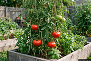 AI-generated illustration guided by the supplied Delicious tomato reference, showing large red beefsteak tomatoes on supported vines in a raised bed with a discreet AI label