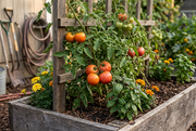 Supported Burgundy Traveler tomato vines bearing round red fruit in a raised garden bed