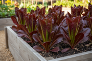 Super Red Romaine lettuce growing in a wooden raised garden bed, tall upright deep burgundy-red spoon-shaped leaves with green bases, intense vivid color, warm natural daylight